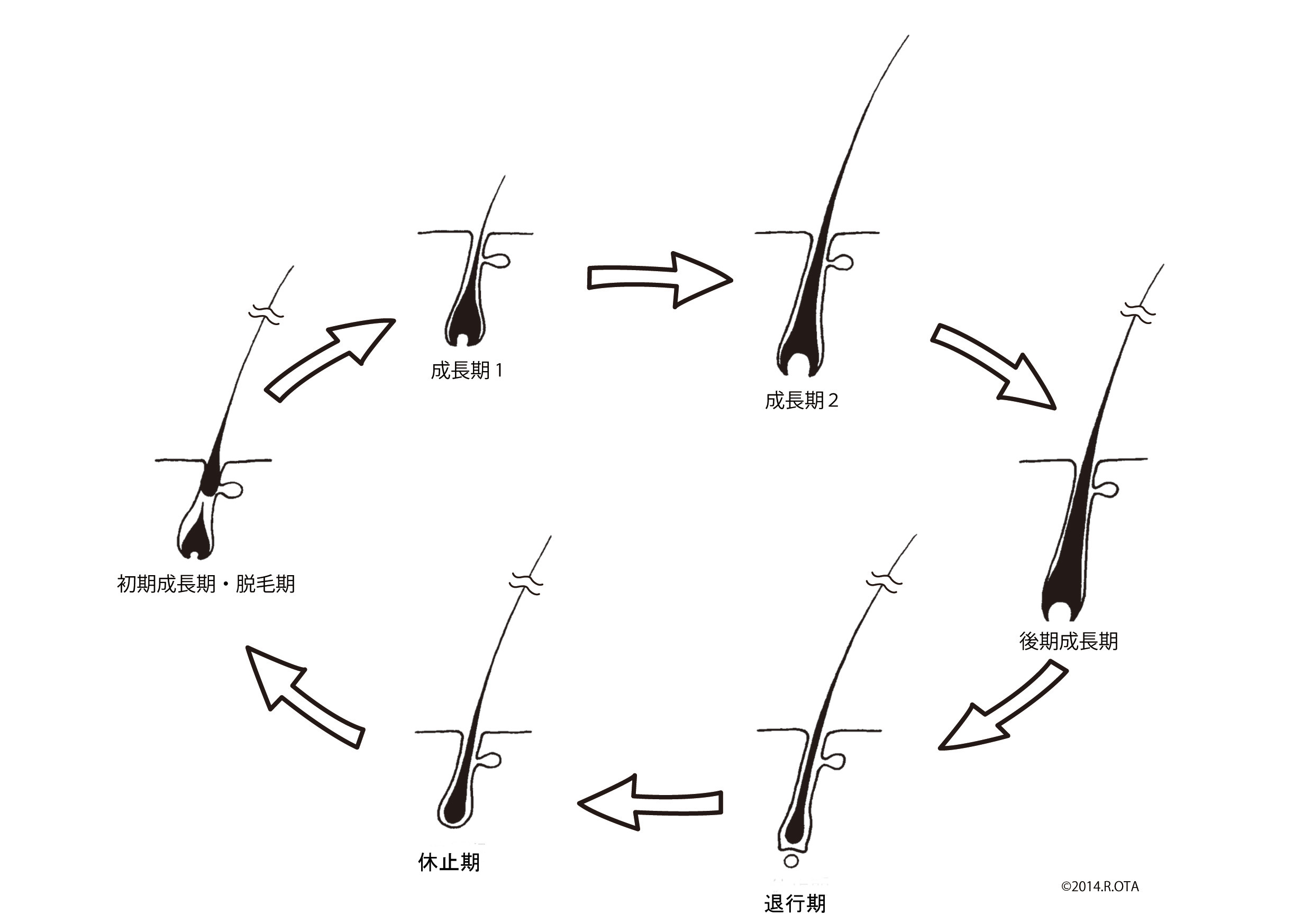 髪の毛の生え替わるサイクル